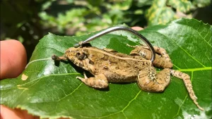 cach moc nhai cau ca loc