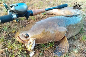 cau ca loc voi moi chim